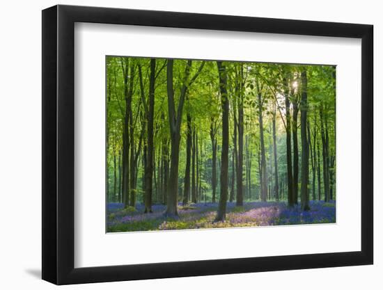 Carpet of flowering bluebells in a deciduous wood, West Woods, Marlborough, Wiltshire, England. Spr-Adam Burton-Framed Photographic Print