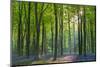 Carpet of flowering bluebells in a deciduous wood, West Woods, Marlborough, Wiltshire, England. Spr-Adam Burton-Mounted Photographic Print