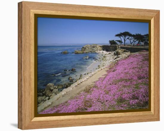 Carpet of Mesembryanthemum Flowers, Pacific Grove, Monterey, California, USA-Geoff Renner-Framed Premier Image Canvas