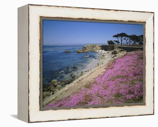 Carpet of Mesembryanthemum Flowers, Pacific Grove, Monterey, California, USA-Geoff Renner-Framed Premier Image Canvas