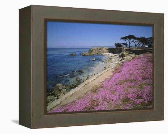 Carpet of Mesembryanthemum Flowers, Pacific Grove, Monterey, California, USA-Geoff Renner-Framed Premier Image Canvas