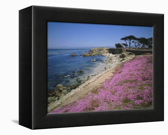 Carpet of Mesembryanthemum Flowers, Pacific Grove, Monterey, California, USA-Geoff Renner-Framed Premier Image Canvas