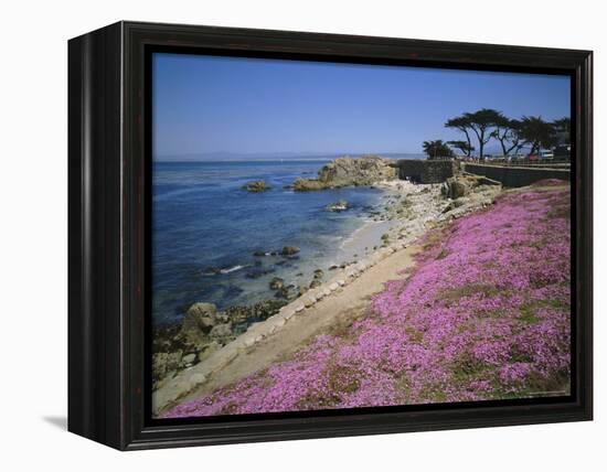 Carpet of Mesembryanthemum Flowers, Pacific Grove, Monterey, California, USA-Geoff Renner-Framed Premier Image Canvas