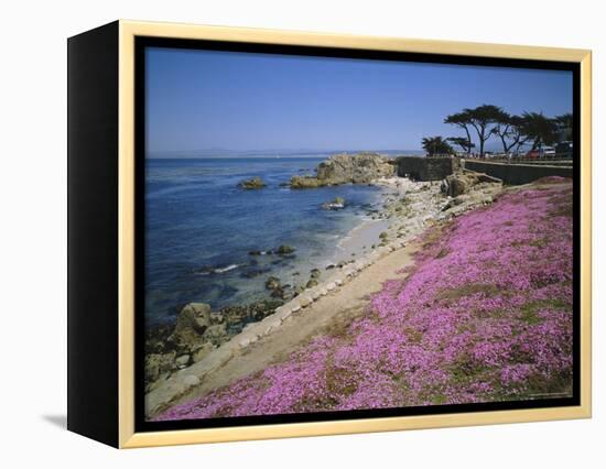 Carpet of Mesembryanthemum Flowers, Pacific Grove, Monterey, California, USA-Geoff Renner-Framed Premier Image Canvas