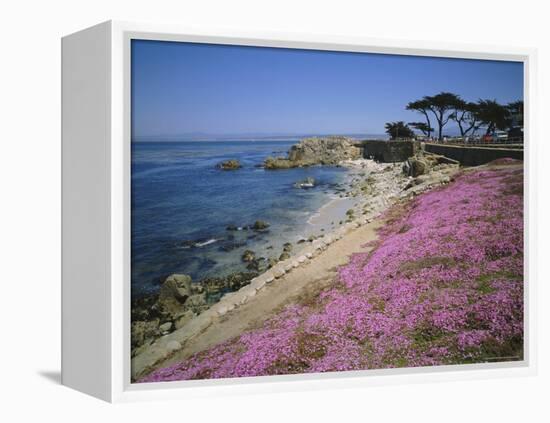 Carpet of Mesembryanthemum Flowers, Pacific Grove, Monterey, California, USA-Geoff Renner-Framed Premier Image Canvas