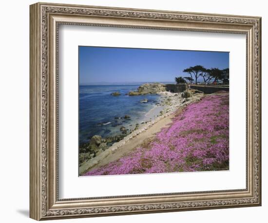 Carpet of Mesembryanthemum Flowers, Pacific Grove, Monterey, California, USA-Geoff Renner-Framed Photographic Print