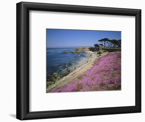 Carpet of Mesembryanthemum Flowers, Pacific Grove, Monterey, California, USA-Geoff Renner-Framed Photographic Print