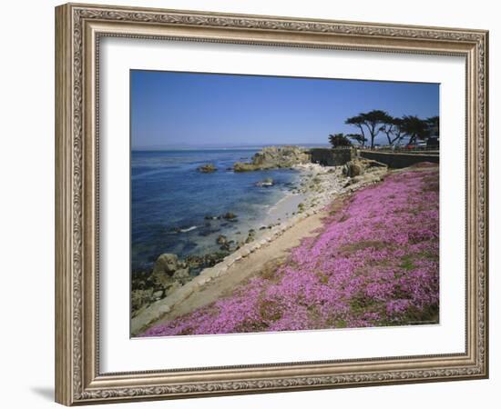 Carpet of Mesembryanthemum Flowers, Pacific Grove, Monterey, California, USA-Geoff Renner-Framed Photographic Print