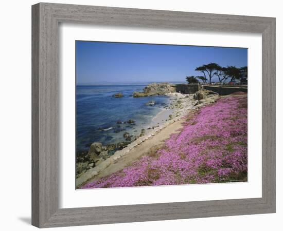 Carpet of Mesembryanthemum Flowers, Pacific Grove, Monterey, California, USA-Geoff Renner-Framed Photographic Print