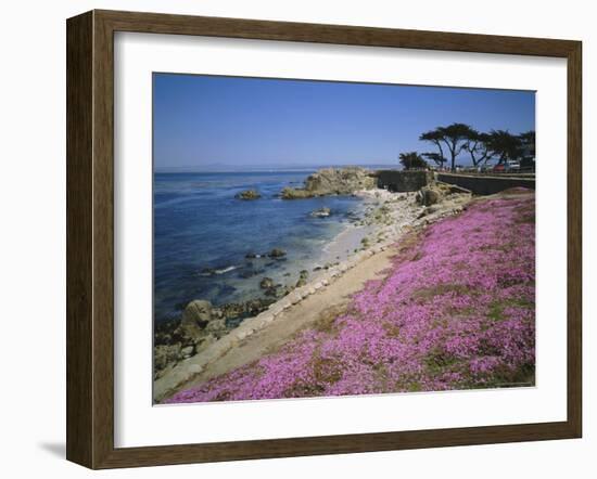 Carpet of Mesembryanthemum Flowers, Pacific Grove, Monterey, California, USA-Geoff Renner-Framed Photographic Print