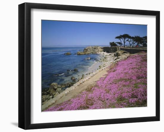 Carpet of Mesembryanthemum Flowers, Pacific Grove, Monterey, California, USA-Geoff Renner-Framed Photographic Print