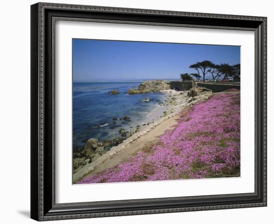Carpet of Mesembryanthemum Flowers, Pacific Grove, Monterey, California, USA-Geoff Renner-Framed Photographic Print