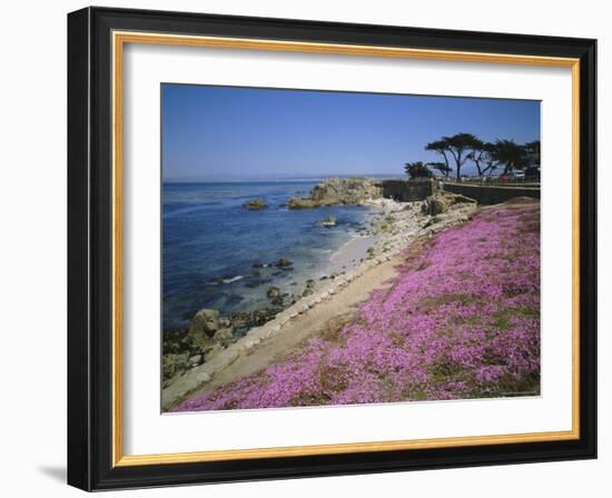 Carpet of Mesembryanthemum Flowers, Pacific Grove, Monterey, California, USA-Geoff Renner-Framed Photographic Print