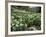 Carpet of Snowdrops in Spring, Snowdrop Valley, Near Dunster, Somerset, England, United Kingdom-David Beatty-Framed Photographic Print