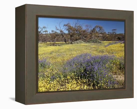 Carpet of Spring Flowers, Mullewa, Western Australia, Australia-Steve & Ann Toon-Framed Premier Image Canvas