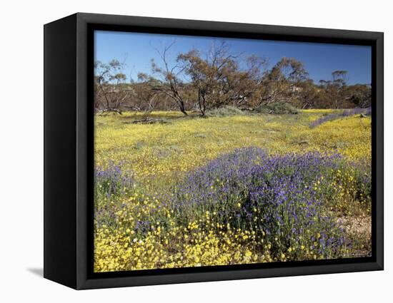 Carpet of Spring Flowers, Mullewa, Western Australia, Australia-Steve & Ann Toon-Framed Premier Image Canvas