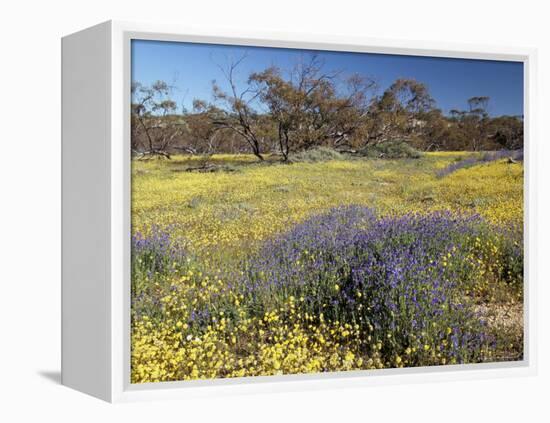 Carpet of Spring Flowers, Mullewa, Western Australia, Australia-Steve & Ann Toon-Framed Premier Image Canvas