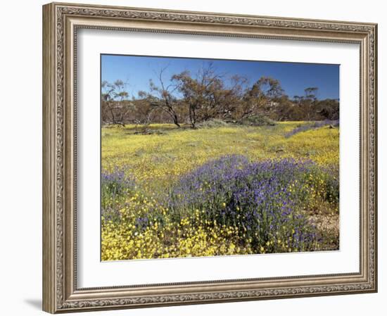 Carpet of Spring Flowers, Mullewa, Western Australia, Australia-Steve & Ann Toon-Framed Photographic Print