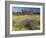 Carpet of Spring Flowers, Mullewa, Western Australia, Australia-Steve & Ann Toon-Framed Photographic Print