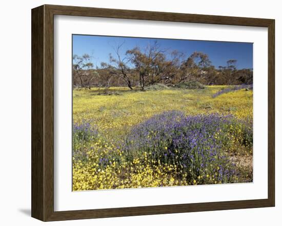 Carpet of Spring Flowers, Mullewa, Western Australia, Australia-Steve & Ann Toon-Framed Photographic Print