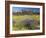 Carpet of Spring Flowers, Mullewa, Western Australia, Australia-Steve & Ann Toon-Framed Photographic Print