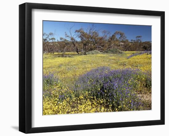 Carpet of Spring Flowers, Mullewa, Western Australia, Australia-Steve & Ann Toon-Framed Photographic Print