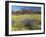 Carpet of Spring Flowers, Mullewa, Western Australia, Australia-Steve & Ann Toon-Framed Photographic Print