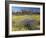 Carpet of Spring Flowers, Mullewa, Western Australia, Australia-Steve & Ann Toon-Framed Photographic Print