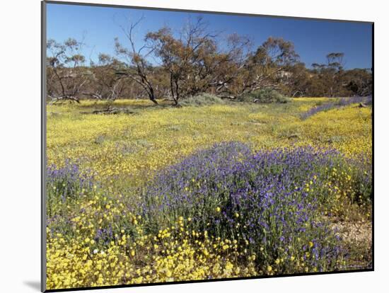 Carpet of Spring Flowers, Mullewa, Western Australia, Australia-Steve & Ann Toon-Mounted Photographic Print