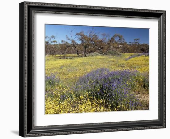 Carpet of Spring Flowers, Mullewa, Western Australia, Australia-Steve & Ann Toon-Framed Photographic Print