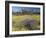 Carpet of Spring Flowers, Mullewa, Western Australia, Australia-Steve & Ann Toon-Framed Photographic Print