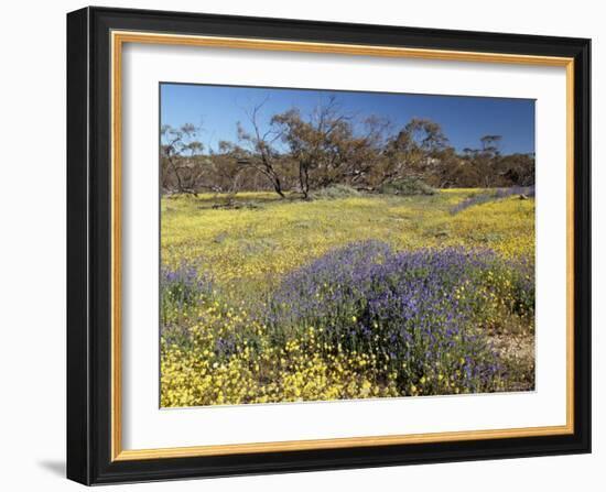 Carpet of Spring Flowers, Mullewa, Western Australia, Australia-Steve & Ann Toon-Framed Photographic Print