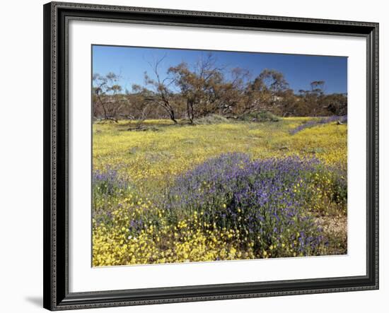 Carpet of Spring Flowers, Mullewa, Western Australia, Australia-Steve & Ann Toon-Framed Photographic Print