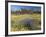 Carpet of Spring Flowers, Mullewa, Western Australia, Australia-Steve & Ann Toon-Framed Photographic Print