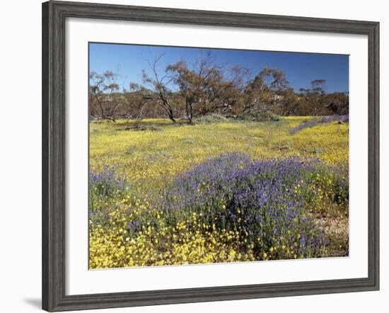 Carpet of Spring Flowers, Mullewa, Western Australia, Australia-Steve & Ann Toon-Framed Photographic Print