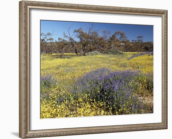 Carpet of Spring Flowers, Mullewa, Western Australia, Australia-Steve & Ann Toon-Framed Photographic Print