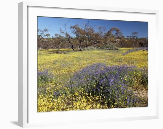 Carpet of Spring Flowers, Mullewa, Western Australia, Australia-Steve & Ann Toon-Framed Photographic Print