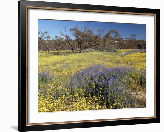 Carpet of Spring Flowers, Mullewa, Western Australia, Australia-Steve & Ann Toon-Framed Photographic Print