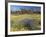 Carpet of Spring Flowers, Mullewa, Western Australia, Australia-Steve & Ann Toon-Framed Photographic Print