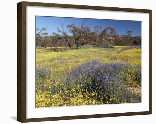 Carpet of Spring Flowers, Mullewa, Western Australia, Australia-Steve & Ann Toon-Framed Photographic Print