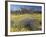 Carpet of Spring Flowers, Mullewa, Western Australia, Australia-Steve & Ann Toon-Framed Photographic Print