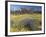 Carpet of Spring Flowers, Mullewa, Western Australia, Australia-Steve & Ann Toon-Framed Photographic Print