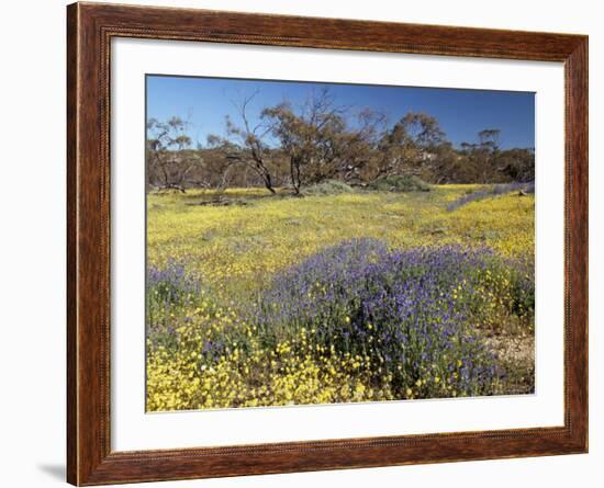 Carpet of Spring Flowers, Mullewa, Western Australia, Australia-Steve & Ann Toon-Framed Photographic Print
