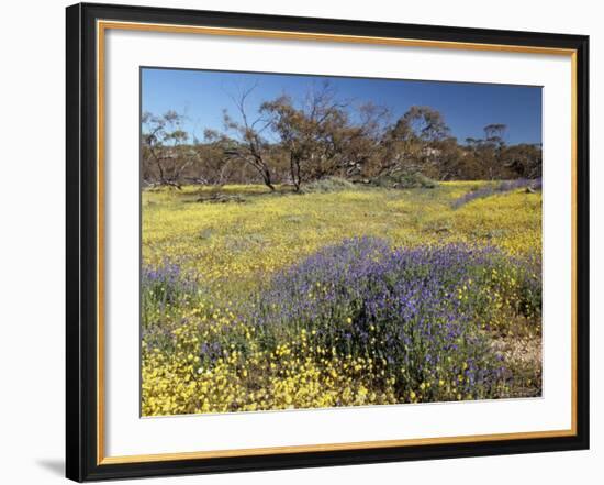 Carpet of Spring Flowers, Mullewa, Western Australia, Australia-Steve & Ann Toon-Framed Photographic Print