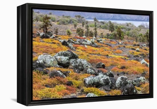 Carpet weed along with Opuntia prickly pear cactus, South Plaza Island, Galapagos Islands, Ecuador.-Adam Jones-Framed Premier Image Canvas