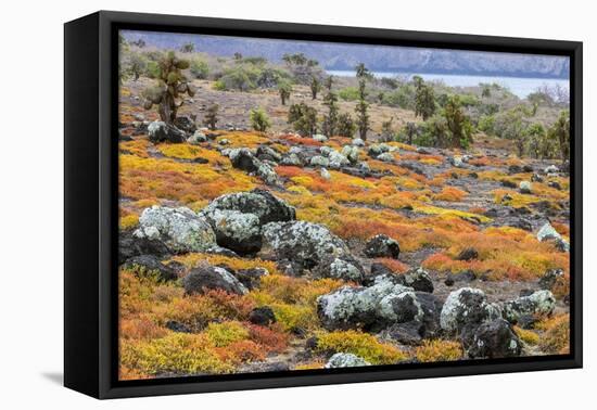 Carpet weed along with Opuntia prickly pear cactus, South Plaza Island, Galapagos Islands, Ecuador.-Adam Jones-Framed Premier Image Canvas