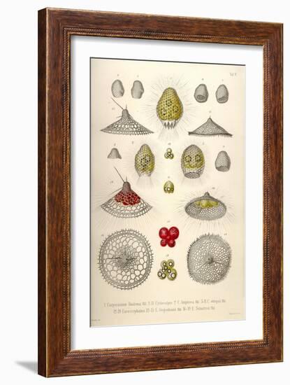 Carpocanium Diadema, Cyrtalpis Amphora, Obliqua, Eucecryphalus, Gegenbauri, Schultzei-Ernst Haeckel-Framed Art Print