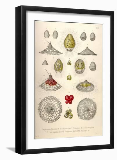 Carpocanium Diadema, Cyrtalpis Amphora, Obliqua, Eucecryphalus, Gegenbauri, Schultzei-Ernst Haeckel-Framed Art Print