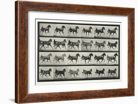 Carriage Driving, Plate 613 from 'Animal Locomotion', 1887-Eadweard Muybridge-Framed Giclee Print