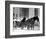 Carriage in Central Park, New York-null-Framed Giclee Print